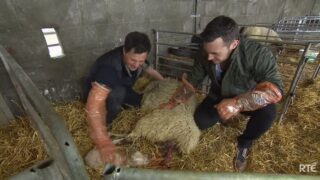 Big week on the farm to feature camogie star and a chicken-plucking challenge