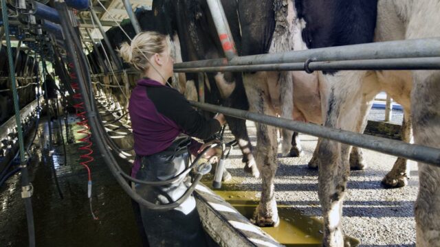 Milk Price, Milking, Dairy, LacPatrick,