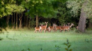 Deer carcass and firearms seized after vehicle is stopped