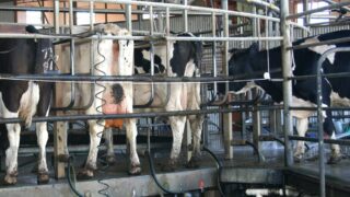 US milk production continues to increase, aided by low feed prices