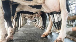 Sustainability of North’s dairy industry ‘questionable’ post-Brexit