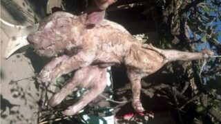 ‘Spiderpig’ born in South America as sow has piglet with 8 legs