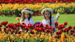 1916, Tarzan and mental health-themed gardens to feature at Bloom