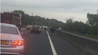Moo-ve it: Three cows cause traffic chaos on the M1