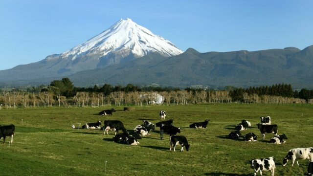 New Zealand, Dairy, Milk,