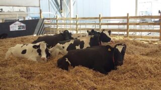 Lely’s live robotic milking display returns to the Balmoral Show