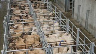 Census shows breeding ewe numbers are up 3% on 2014 levels
