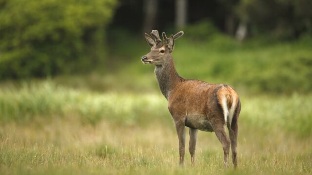 Deer hunting, TB,