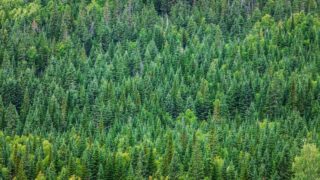 Coillte profits increase 64% on 2014 as debt drops