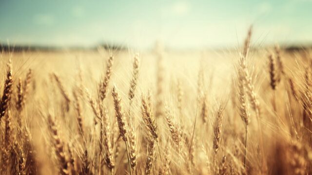 Hybrid wheat