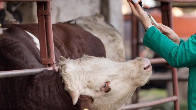 vets Vet, Bluetongue, Veterinary Ireland, No-deal Brexit