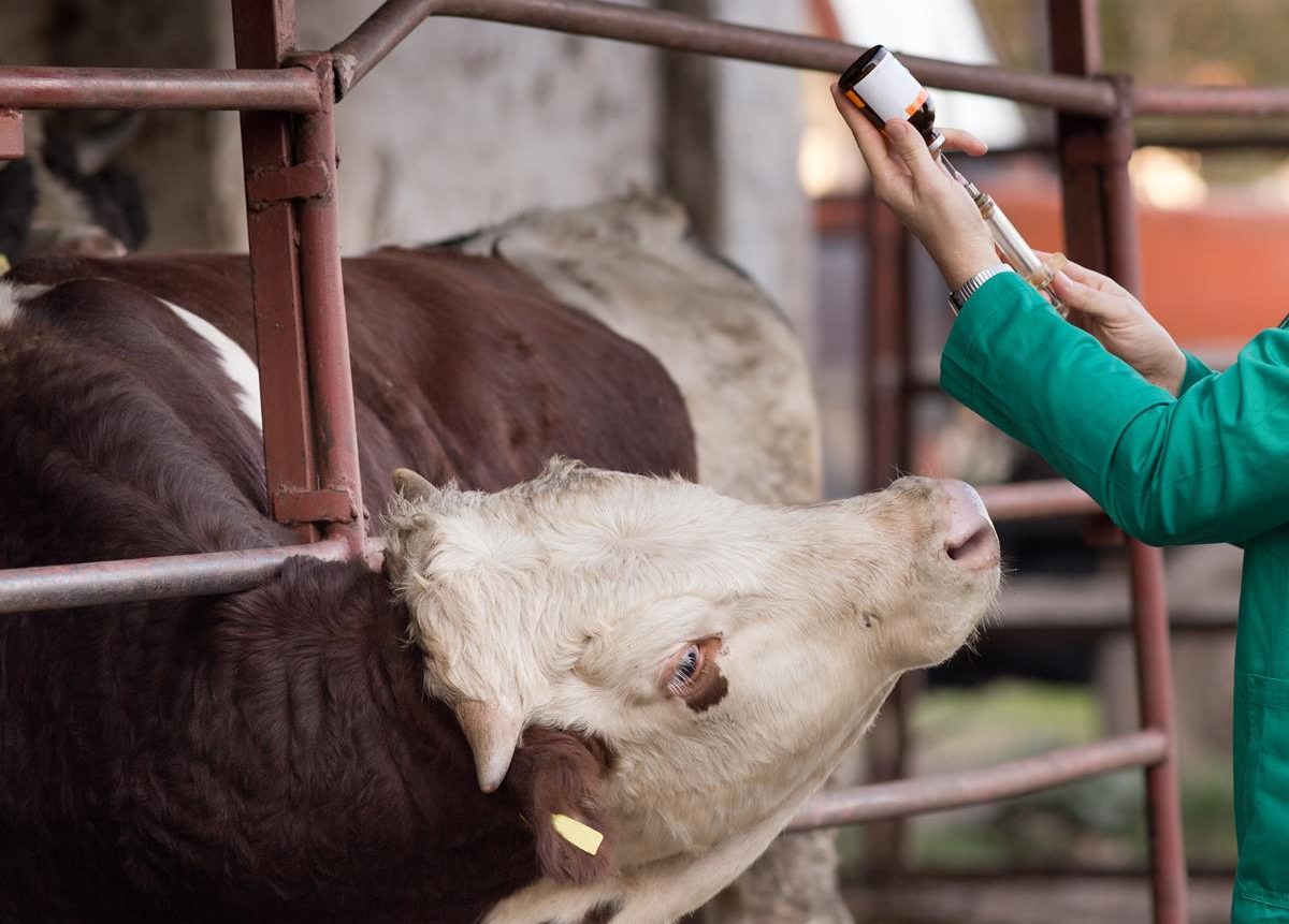 Биотехнологии в животноводстве. Аускультация легких крс. Ветеринар с коровой. Проведение крс. Ветеринария коровы.