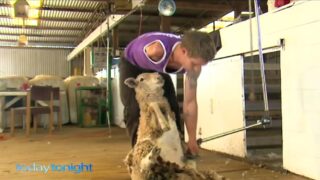 Watch the inspirational story of one-armed sheep shearer