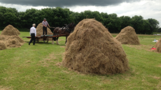 Traditional haymaking takes centre stage at Trim Haymaking Festival