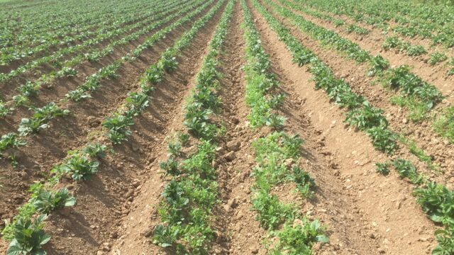 Field of potatoes, potato blight