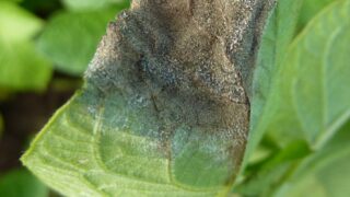 First blight warning of the year for Northern Ireland
