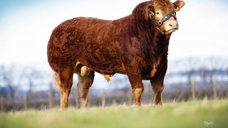 Elite Limousin embryo auction to take place this Friday