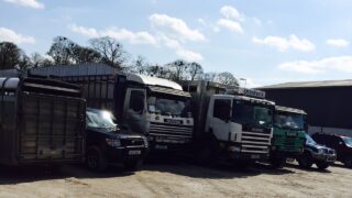 4 things to remember when transporting livestock