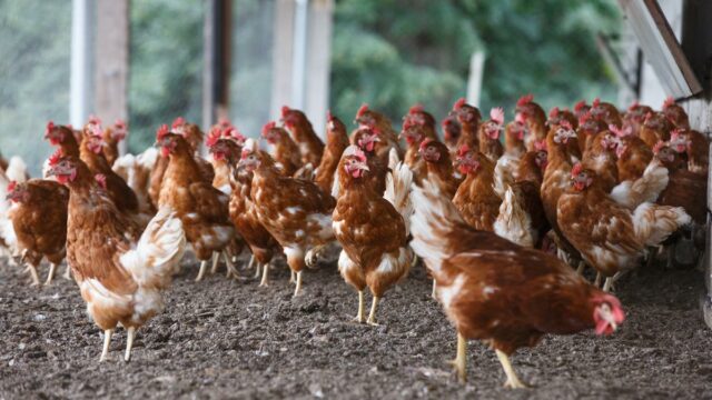 Poultry Hens, Avian influenza, free range, Poultry Health Scheme