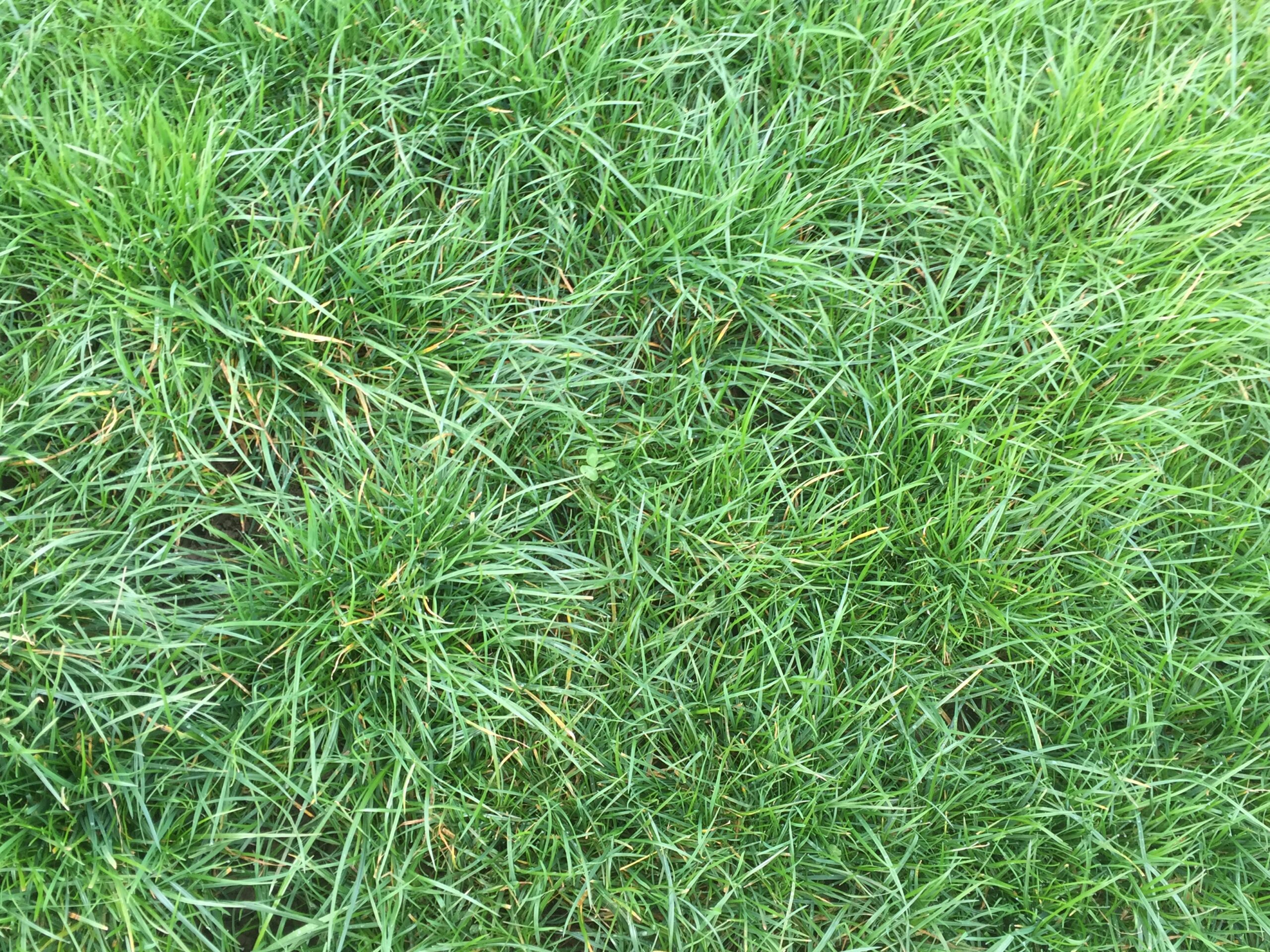 Two new herbicides for grassland farmers