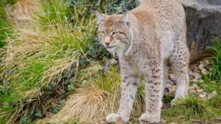 Lynx could soon be re-introduced to parts of the UK to the dismay of farmers