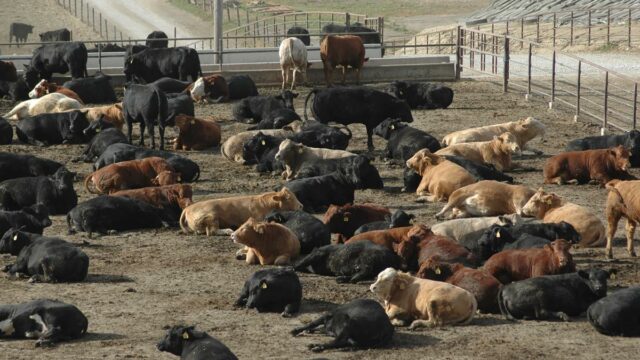 US, Feedlot,