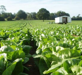 Seasonal Worker Scheme updated to support horticulture workforce