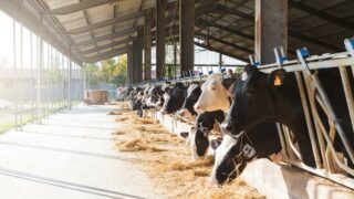 British dairy herd shrinks significantly in the last year