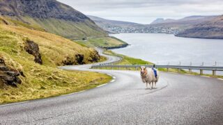 Video: Google recruits sheep to map out the Faroe Islands in the North Atlantic