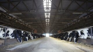 Australian milk production falls in October