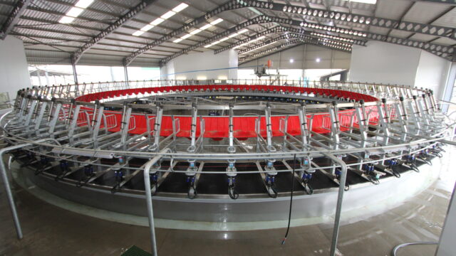 dairy, milking parlour,