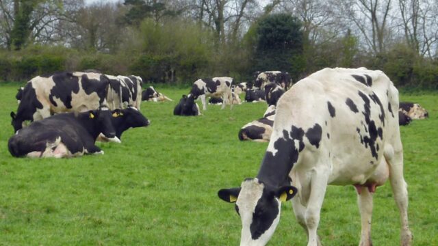 Ornua Foods control purchasers, milk production