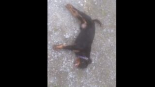 Video: Two dogs have lucky escape after they’re overcome by slurry fumes