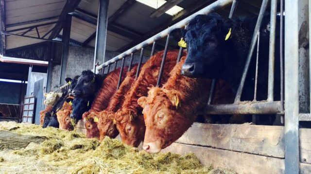 showers Patrick Kent, Met Eireann fodder