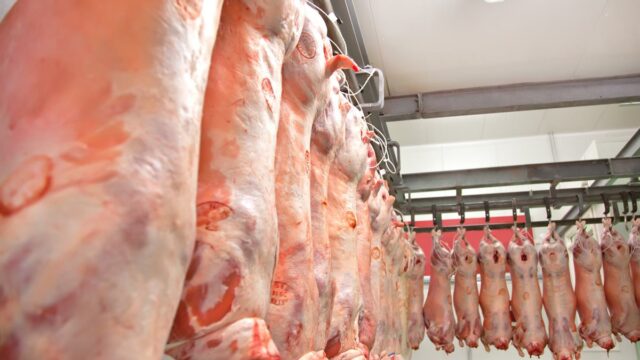 Antibiotic pigmeat challenge volatility