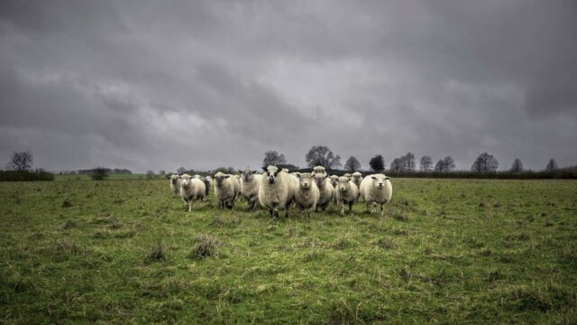 Sheep Welfare Scheme