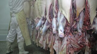 ‘Major hygiene failings’ at 25% of abattoirs in the UK