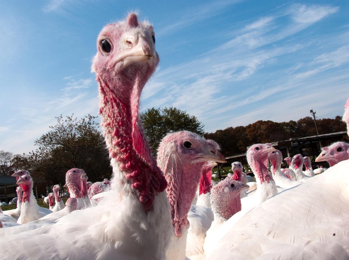 Bird Flu Case Confirmed In A Commercial Turkey Flock In The UK 