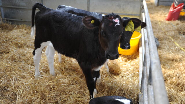 calf housing