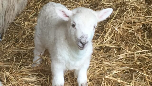 lambs