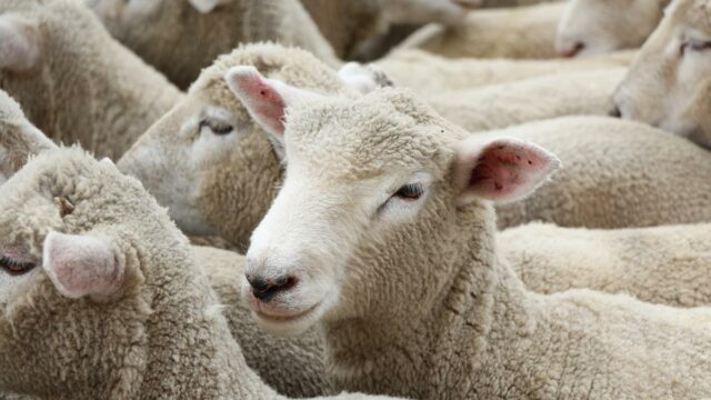 nsa Sheep marts, SheepNet, Liver fluke