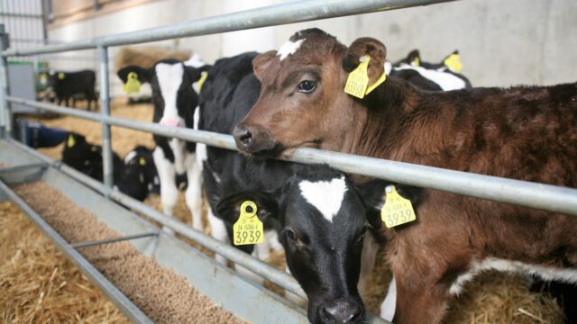 pneumonia BVD, calves, live export