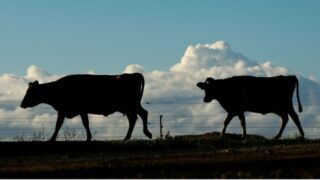 $4 billion wiped off the value of China’s biggest dairy company