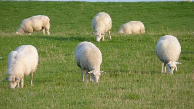 Sheep open day, sheep worrying