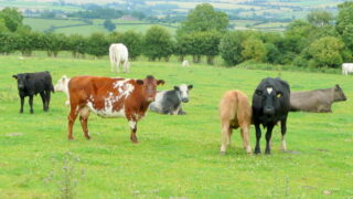 Beef training and research facilities are ‘out of date’
