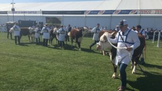 Video: Watch the first day at Balmoral Show 2017