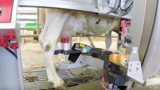 Watch: 40 ‘Lely’ cows make the trip to the Balmoral Show