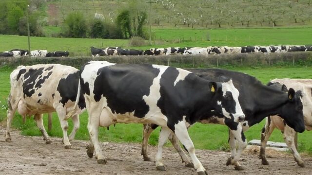 EBI LacPatrick Dairies price cuts, podcast, Kerry Dale Farm, dairy cows TAMS II, Dairy UK