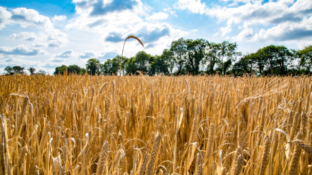 hybrid barley