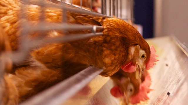 UK, Chicken, Poultry cannabis